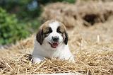 SAINT BERNARD 060